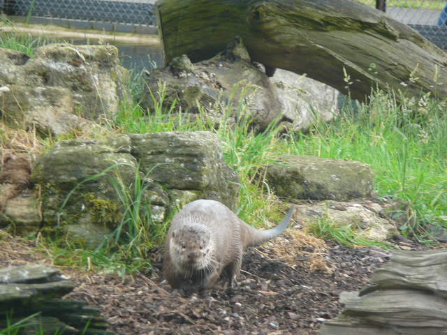 Otter