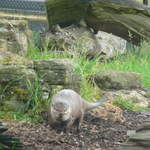 Otter