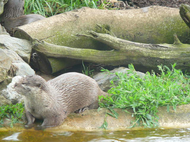 Otter
