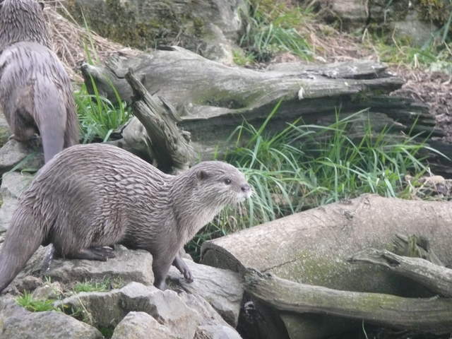Otter