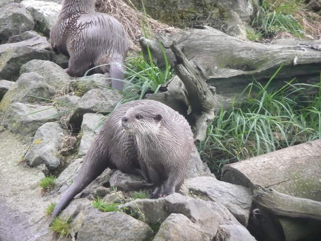 Otters
