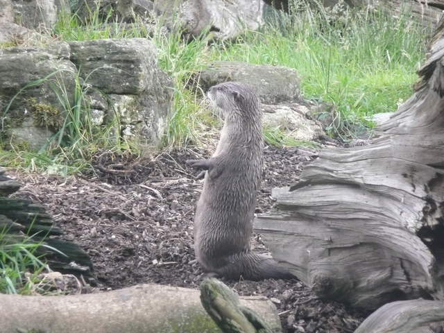 Otter personating a Meerkat