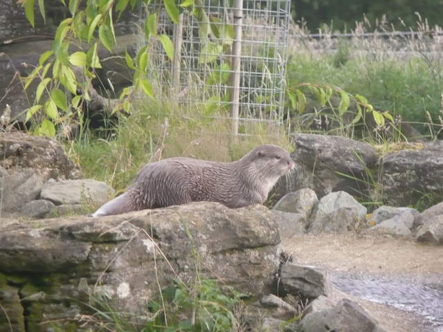 Otter