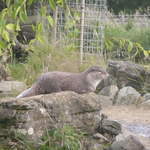 Otter