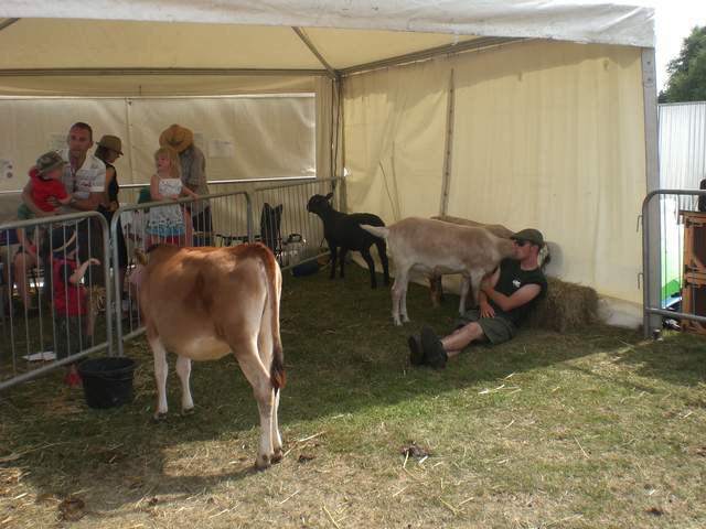 Cows and farmer sleeping