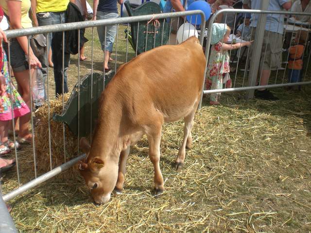 Cow