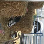 Turkeys