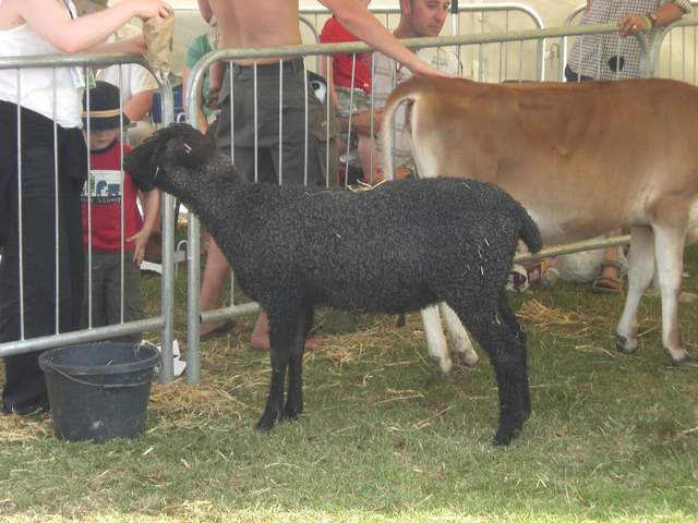 Sheep