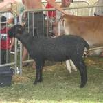 Sheep