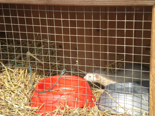 Ferrets