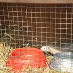 Ferrets