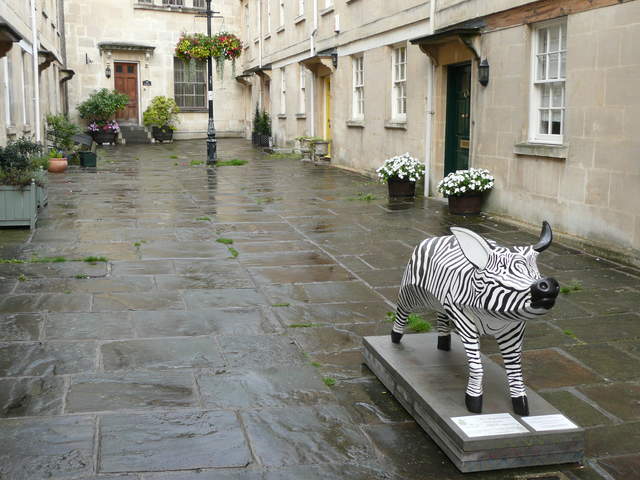 Zebrapig