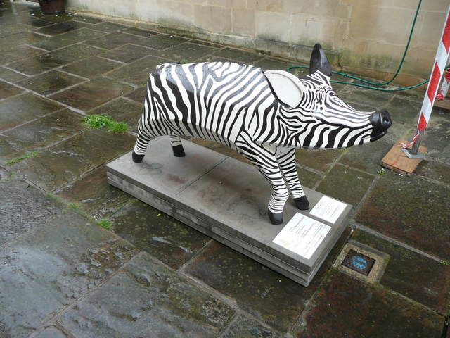 Zebrapig