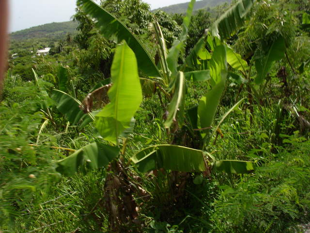 Banana Tree