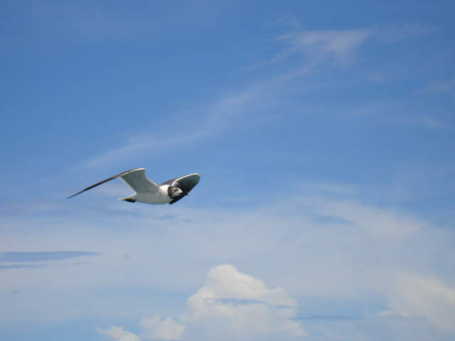 Seagul following boat