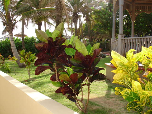 Beautiful plants in hotel garden