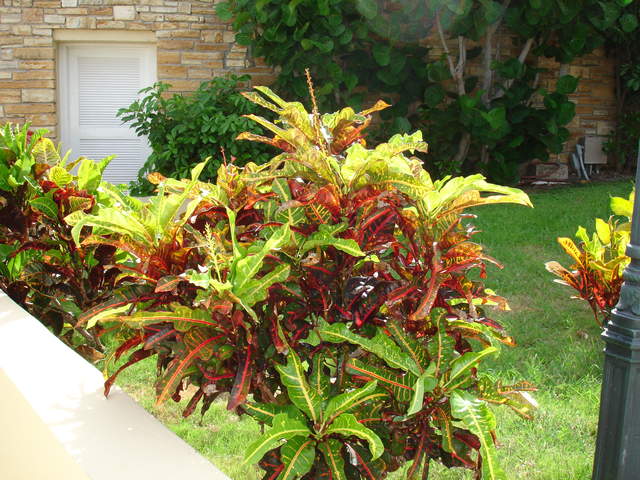 More beautiful plants