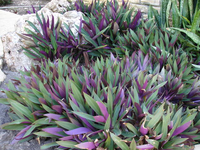 Plant in Hotel Gardens