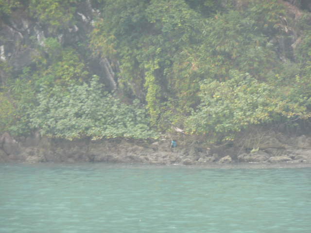 Birds around Ha Long Bay