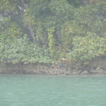 Birds around Ha Long Bay