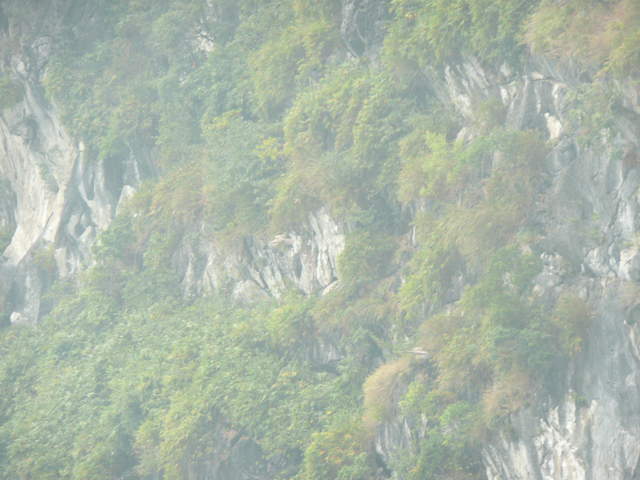 Birds around Ha Long Bay