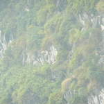 Birds around Ha Long Bay