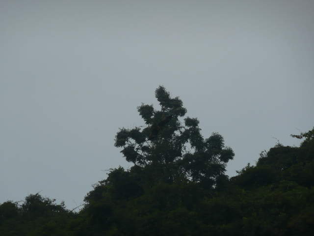 Birds around Ha Long Bay