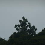 Birds around Ha Long Bay