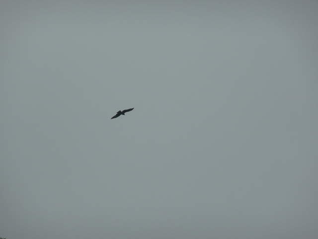 Birds around Ha Long Bay