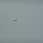 Birds around Ha Long Bay