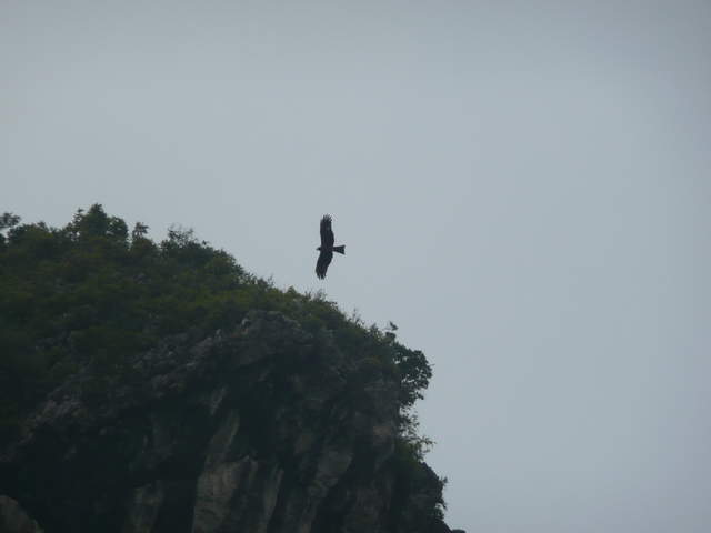 Birds around Ha Long Bay