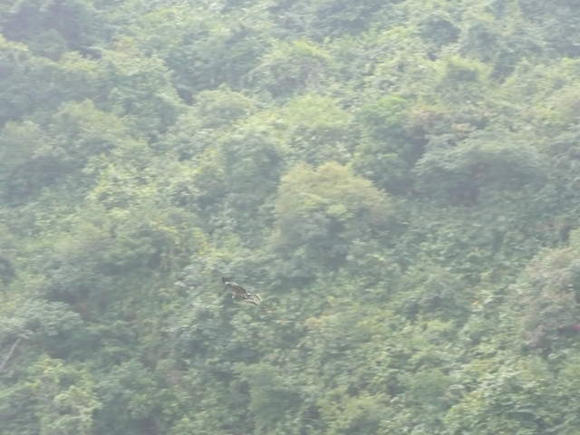 Birds around Ha Long Bay