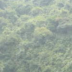 Birds around Ha Long Bay
