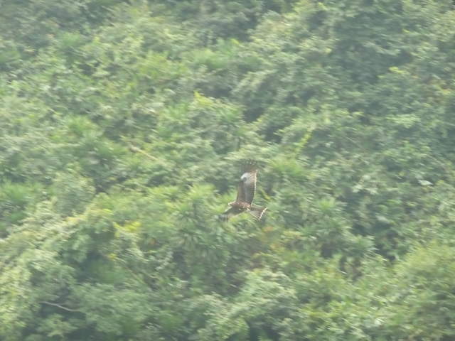 Birds around Ha Long Bay