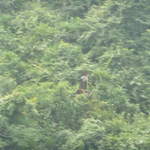 Birds around Ha Long Bay