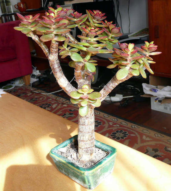 Crassula Ovata (Jade Plant)