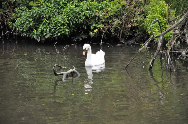 Swan on the Grand Union