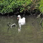 Swan on the Grand Union