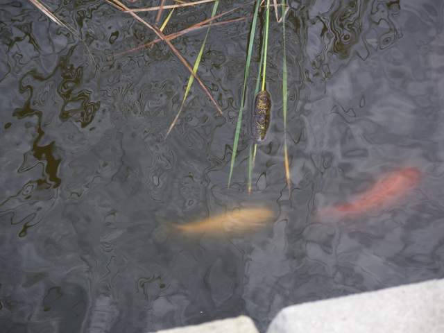 100_4057.JPG