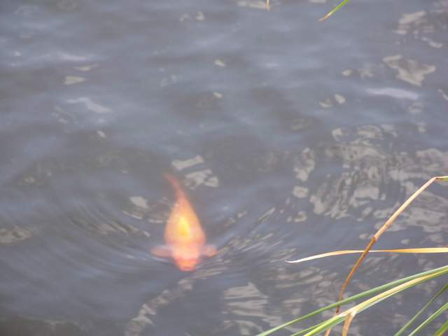 100_4058.JPG