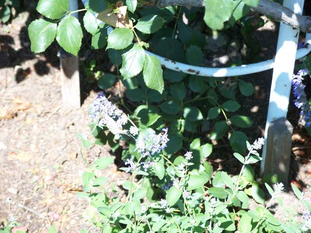 100_4129.JPG