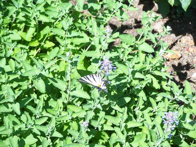 100_4130.JPG