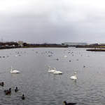 Tjörnin Lake Panorama