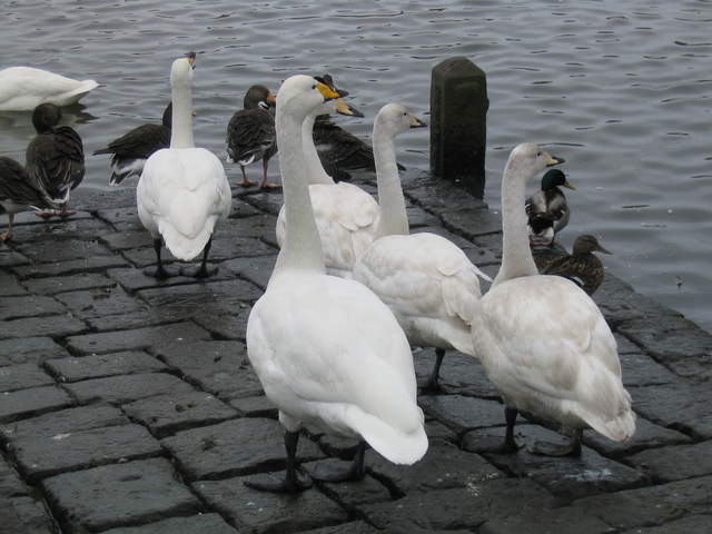 Iceland 076.jpg