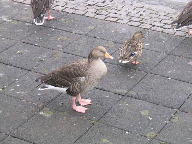 Iceland 068.jpg