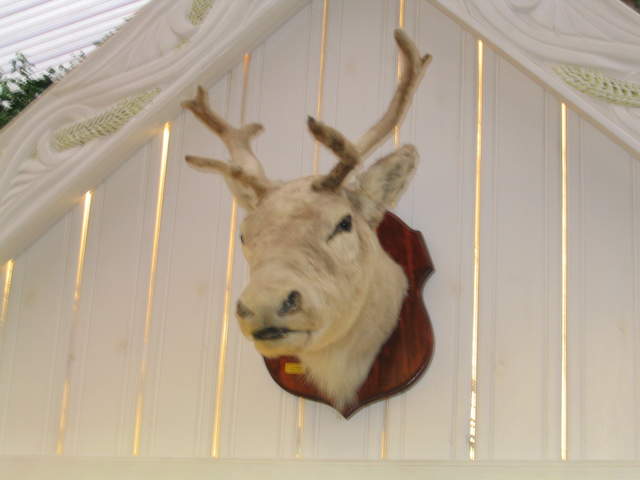 Mmm, Reindeer