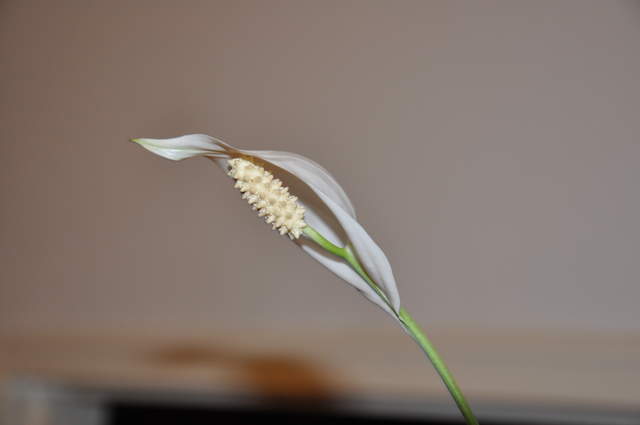 Peace Lily