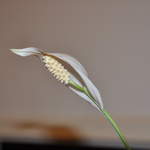 Peace Lily
