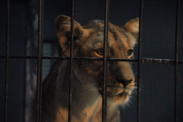 Berlin Zoo Lion