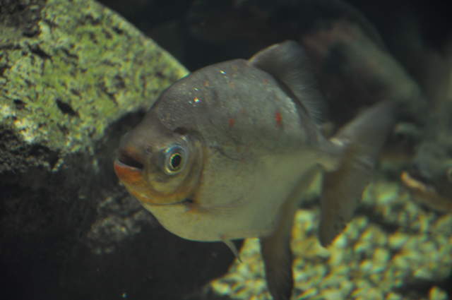 Berlin Zoo Fish